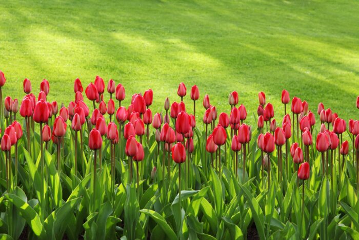 Fleurs Rouges Des Patriotes Journée nationale des patriotes 2025 - Ville de Pont-Rouge : Ville de ...